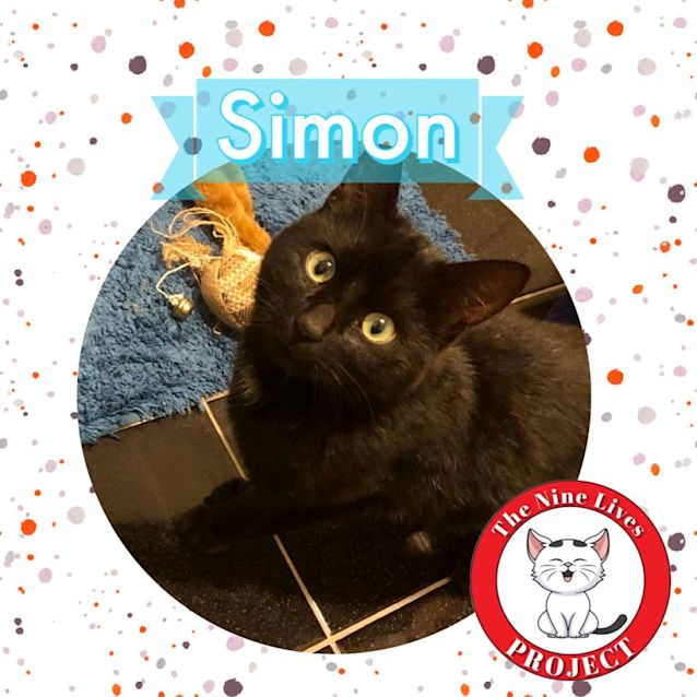 Photo of Simon *9 Lives Project Rescue*