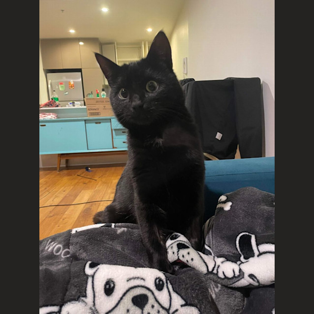 Photo of Simon *9 Lives Project Rescue*