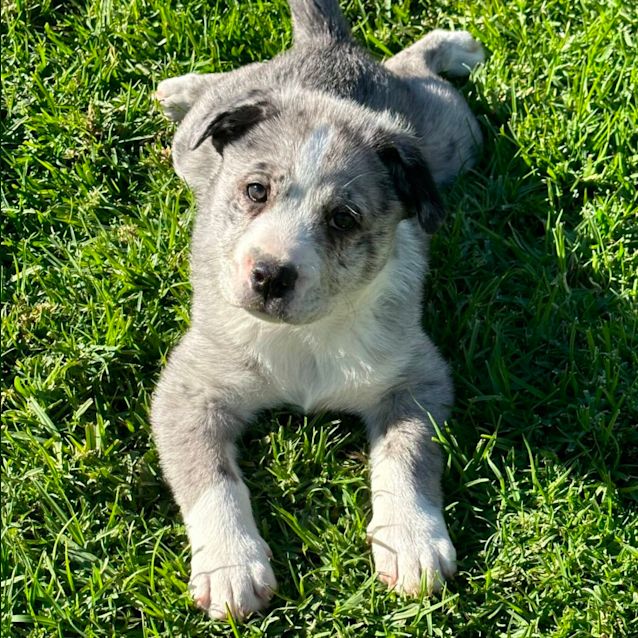 Photo of Harley 😎