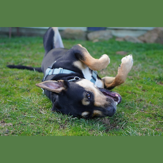 Photo of Indy