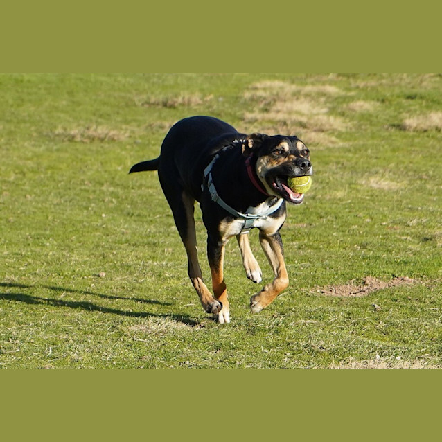 Photo of Indy