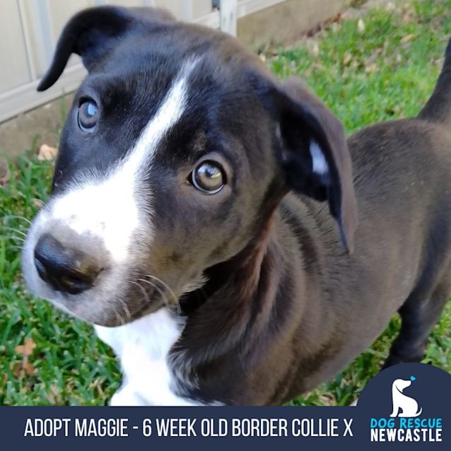 Photo of Maggie   6 Week Old Border Collie X (Trial)
