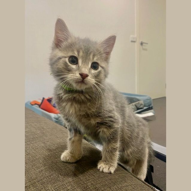 Photo of Finnigan