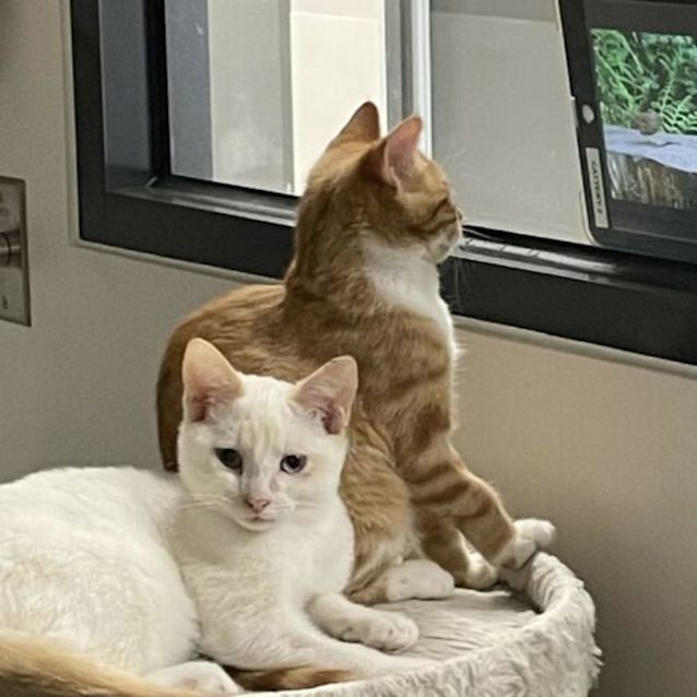 Photo of Ginkgo & Elton