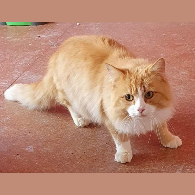 Photo of Anouk 😻