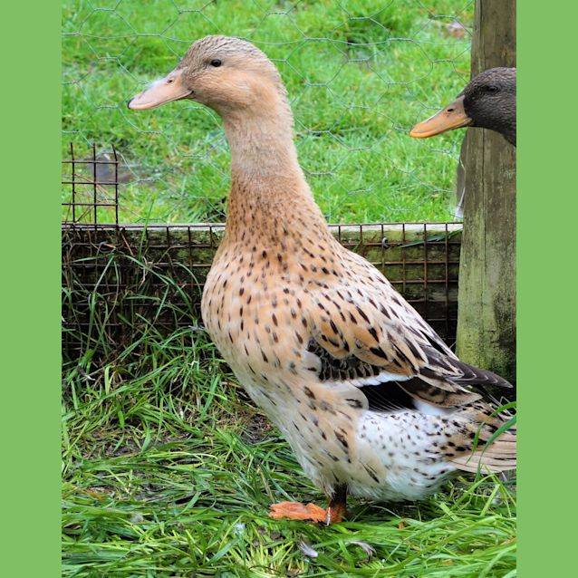 Photo of Meadow