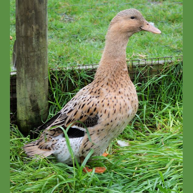 Photo of Meadow