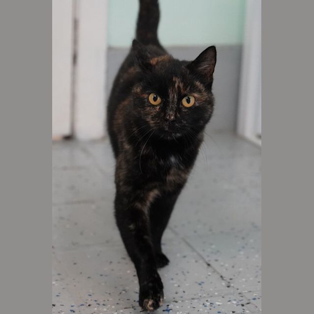 Photo of Perdita