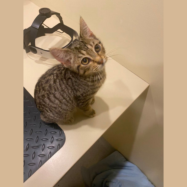 Photo of Hobie **2nd Chance Cat Rescue**