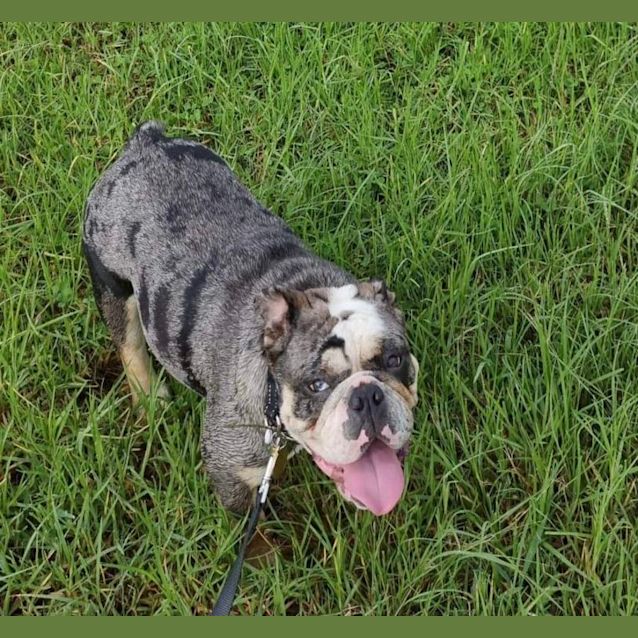 Photo of Harley 😎