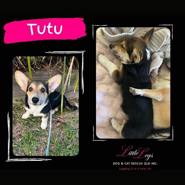 Photo of Tutu