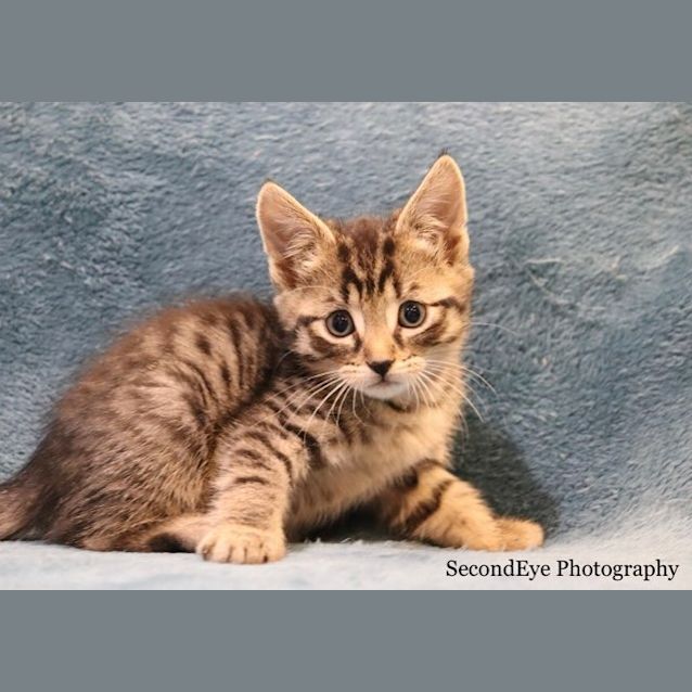 Photo of Cayenne