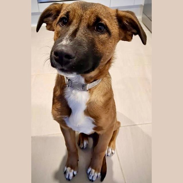 Photo of Brownie