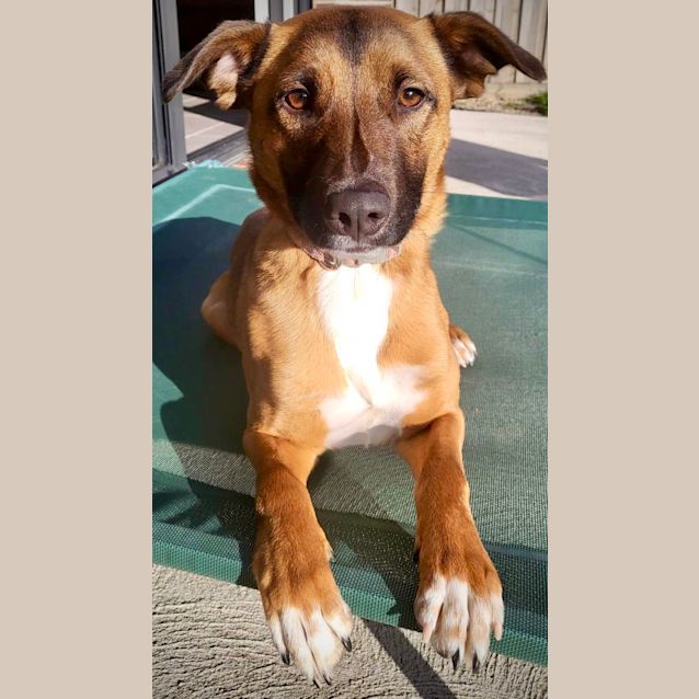Photo of Brownie