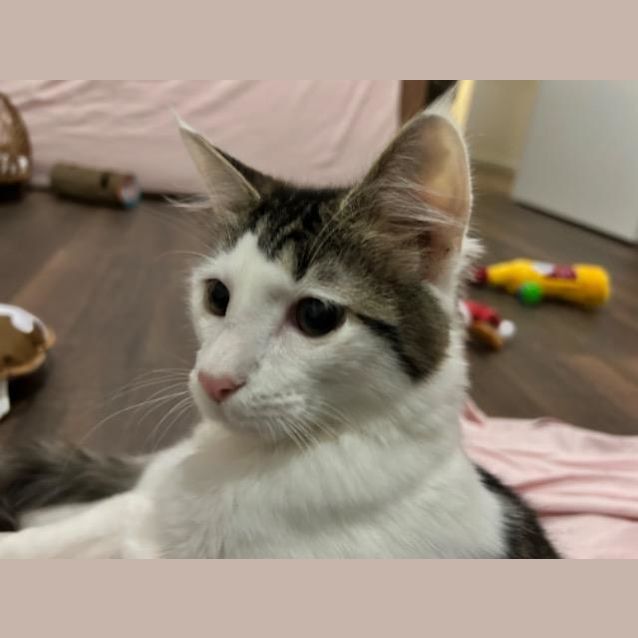 Photo of Felix