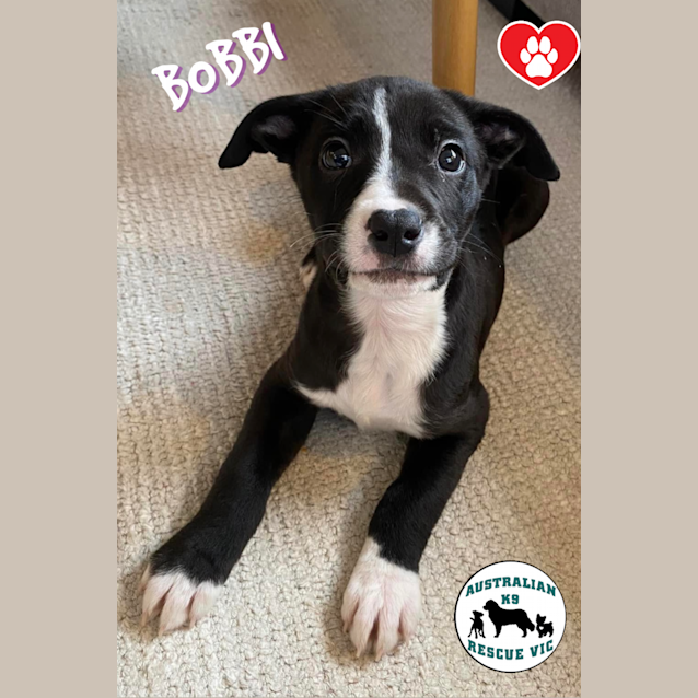 Photo of Bobbi 