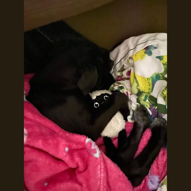 Photo of Midnight