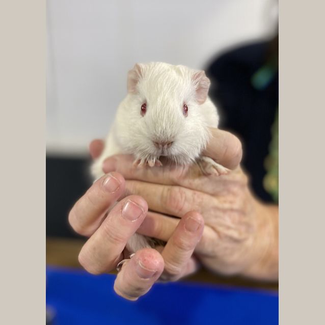 Photo of Buddy