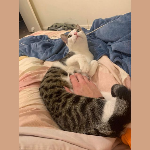 Photo of 💙 Gremlin 💙