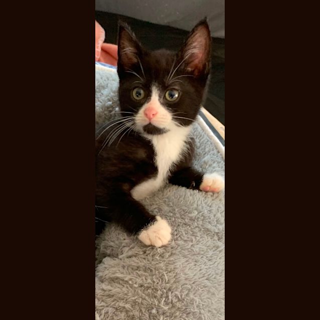 Photo of Blitz🔥💙