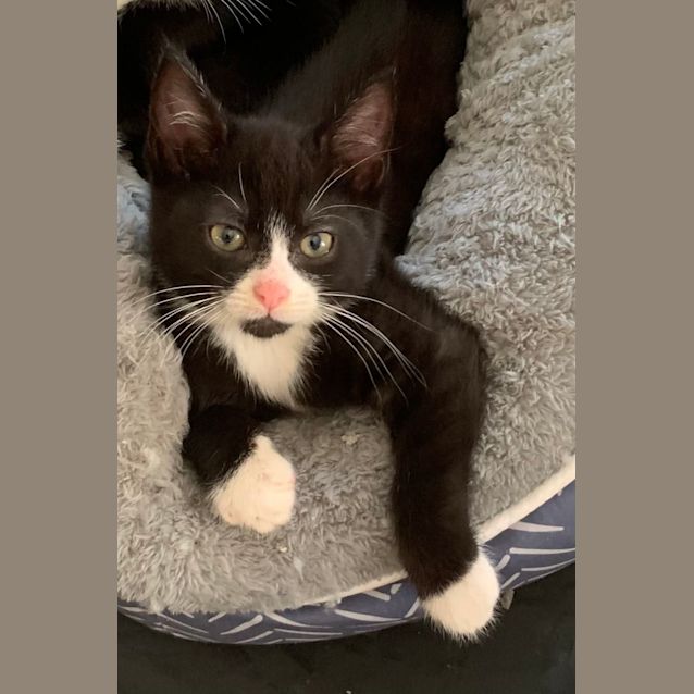 Photo of Blitz🔥💙