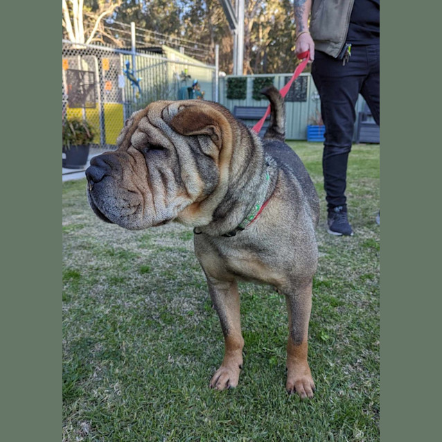Photo of Ziggy