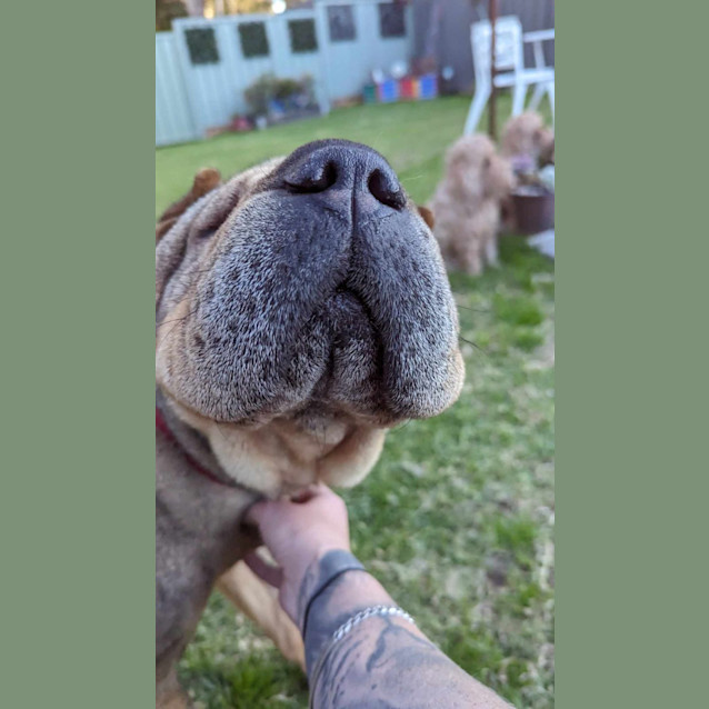 Photo of Ziggy