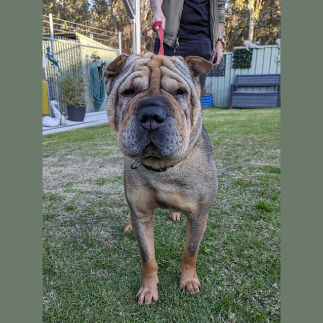 Photo of Ziggy