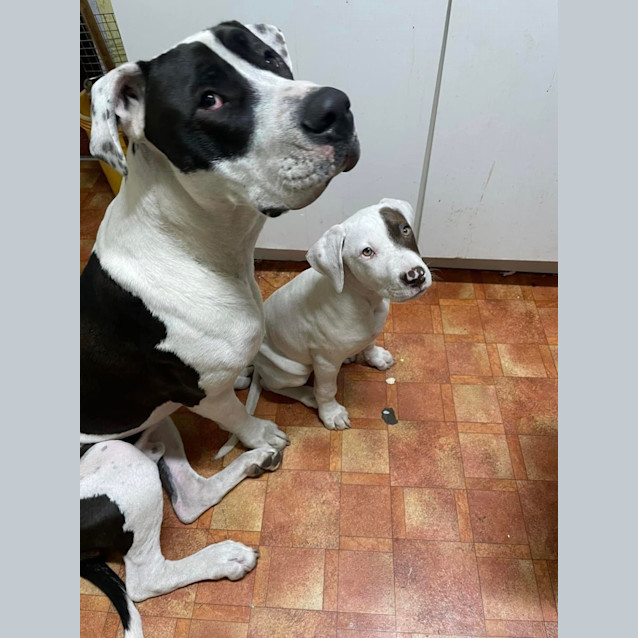 Photo of Hugo *$150 Adoption Fee*