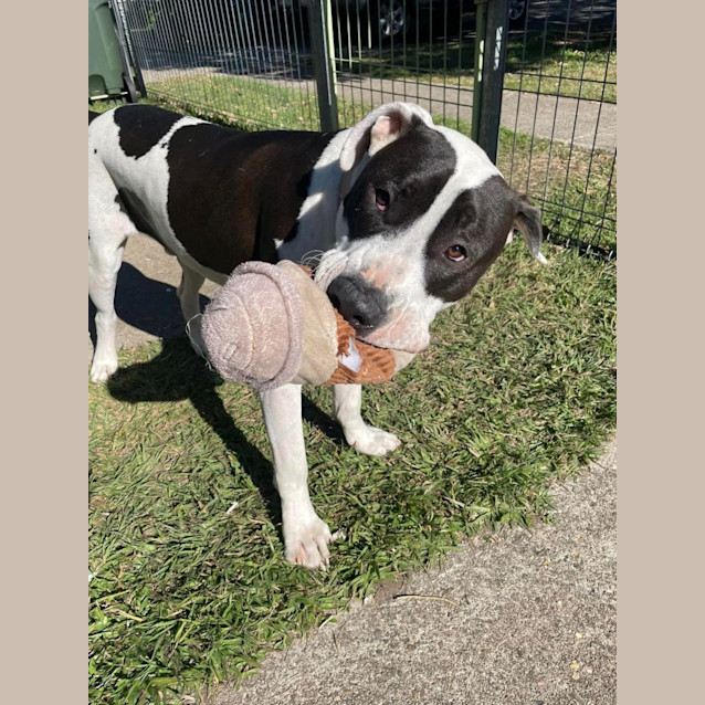 Photo of Hugo *$150 Adoption Fee*