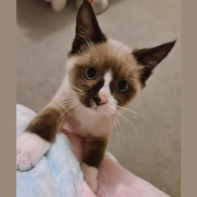 Photo of Marshmallow