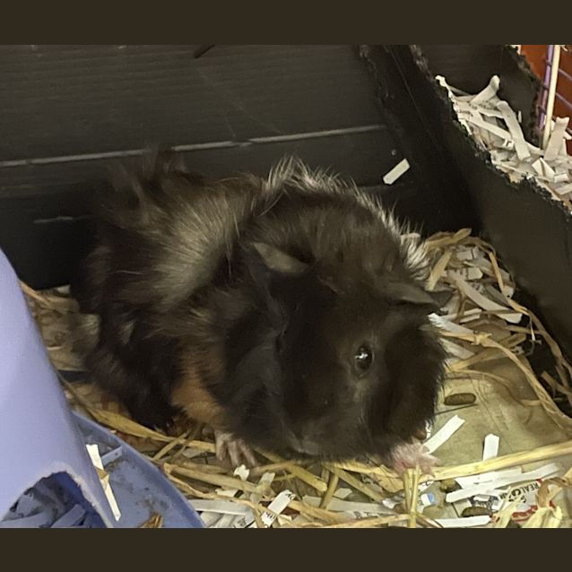 Photo of Mabel