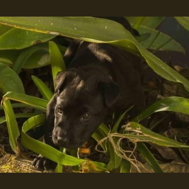 Photo of Willow   11 Week Old Shar Pei X (Trial)