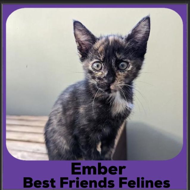 Photo of Ember