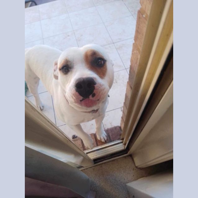 Photo of Patch 🐶