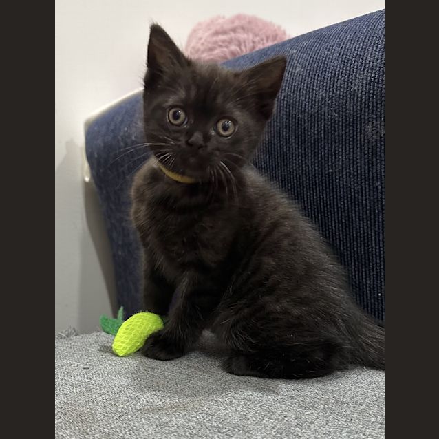 Photo of Zelda