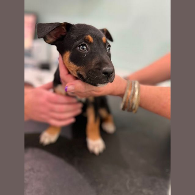 Photo of Freya