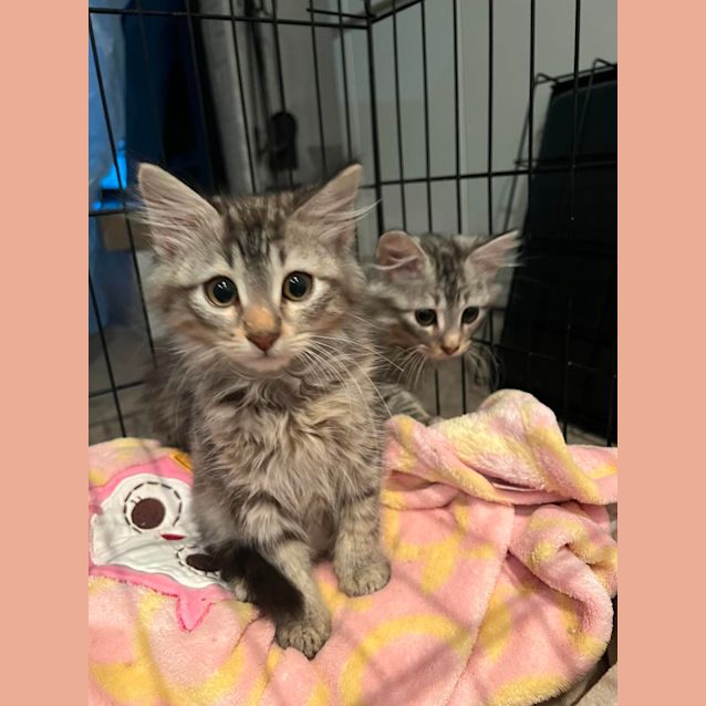 Photo of Boo And Bear