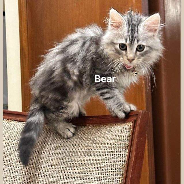 Photo of Boo And Bear