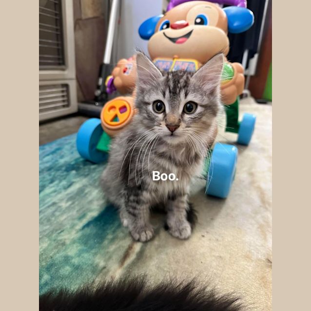 Photo of Boo And Bear