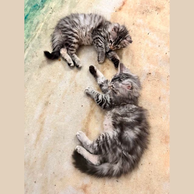 Photo of Boo And Bear