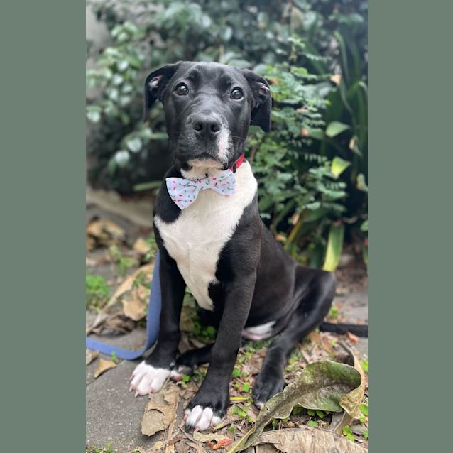 Photo of Scout