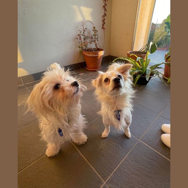 Photo of Bobby   9 Month Old Maltese X (Trial)