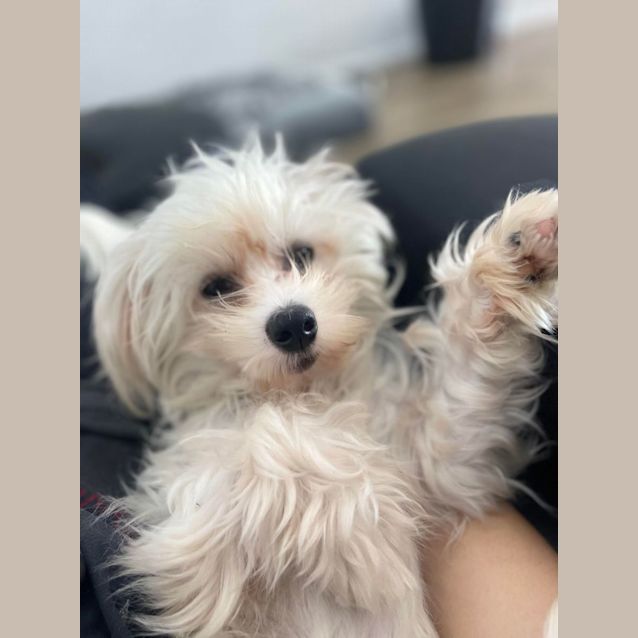 Photo of Bobby   9 Month Old Maltese X (Trial)