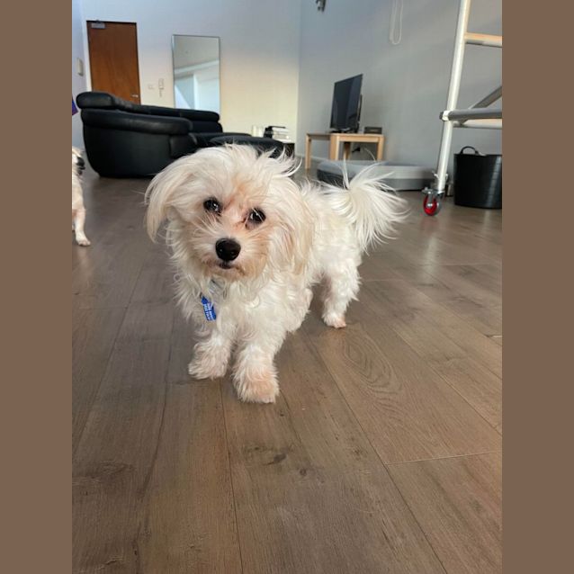 Photo of Bobby   9 Month Old Maltese X (Trial)