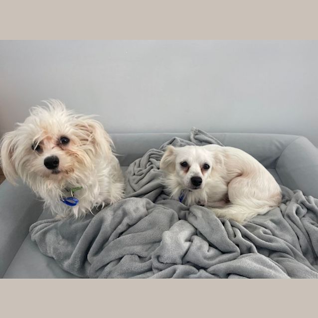 Photo of Bobby   9 Month Old Maltese X (Trial)