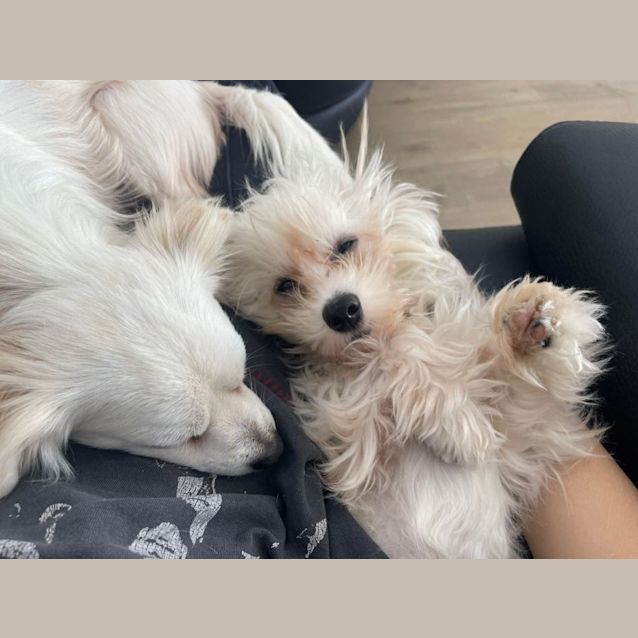 Photo of Bobby   9 Month Old Maltese X (Trial)