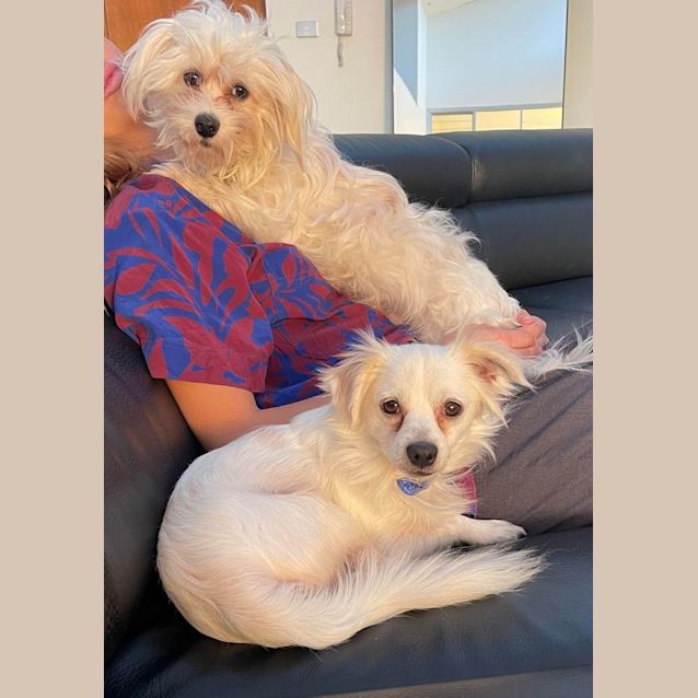 Photo of Nixon   4 Year Old Pomeranian (Trial)
