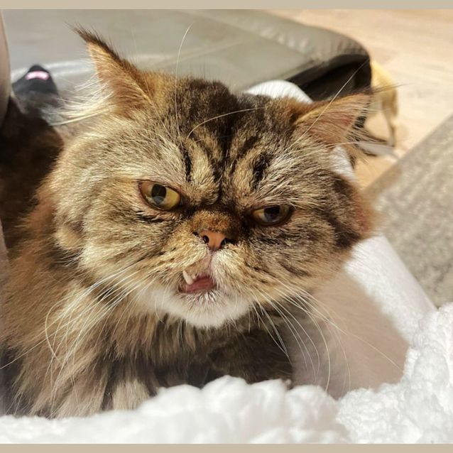 Photo of 🧸 Zilla 🧸