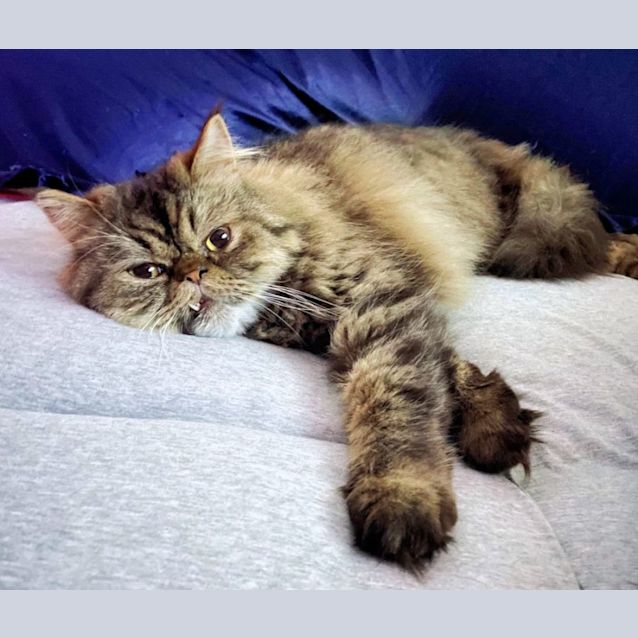 Photo of 🧸 Zilla 🧸